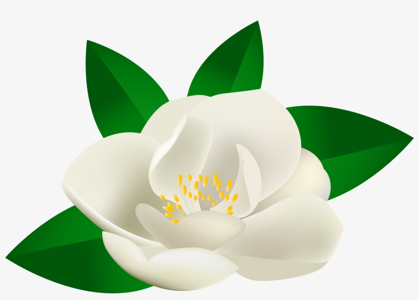 A white magnolia flower with yellow stamens and glossy green leaves, illustrated in clean vector style.