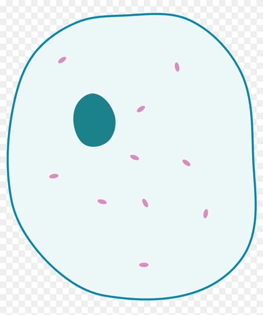 Simplified illustration of an animal cell with nucleus and organelles.