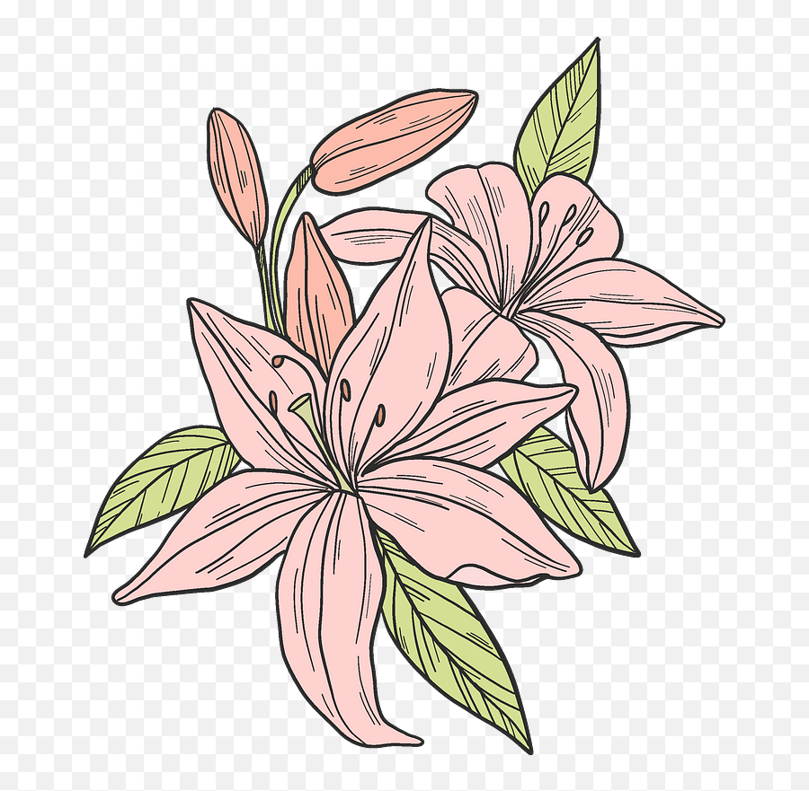 Stargazer Lily Stock Illustrations, Royalty-Free Vector Graphics - Clip ...