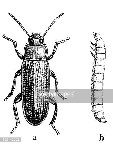Detailed black-and-white illustration of an adult beetle (a) and its larval stage (b), showing anatomical features for entomological study.
