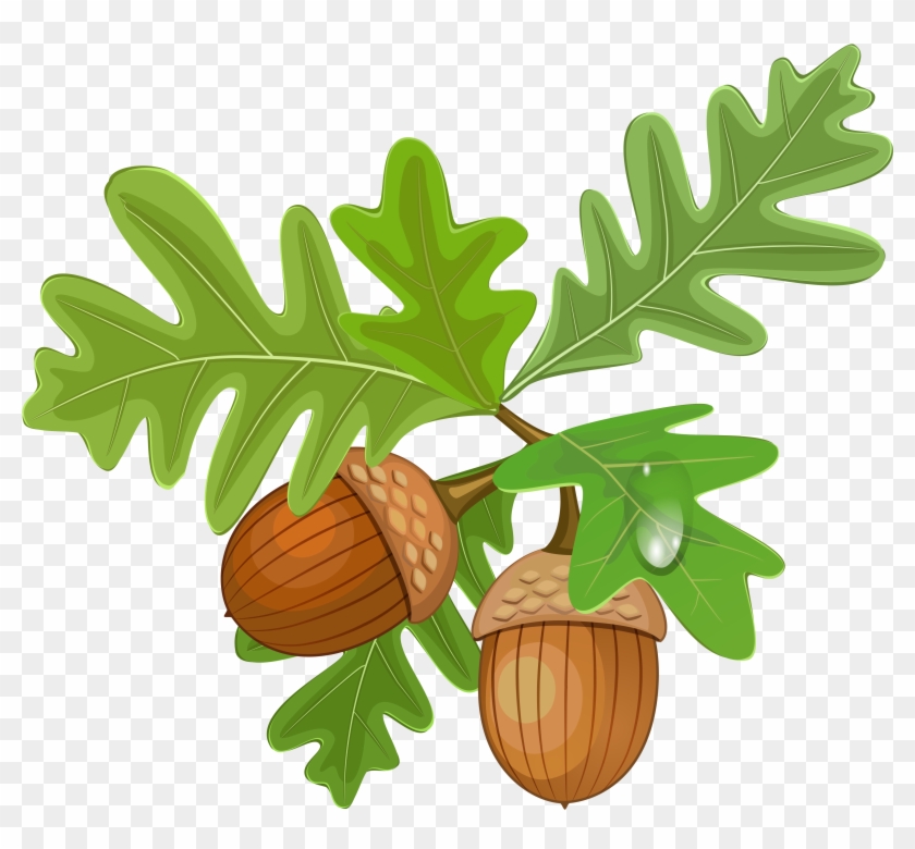 Oak Leaves and Acorns Illustration - Nature Clipart for Educational & Design Use