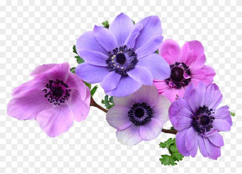 Delicate purple and pink anemone flowers with dark centers and green foliage on transparent background.