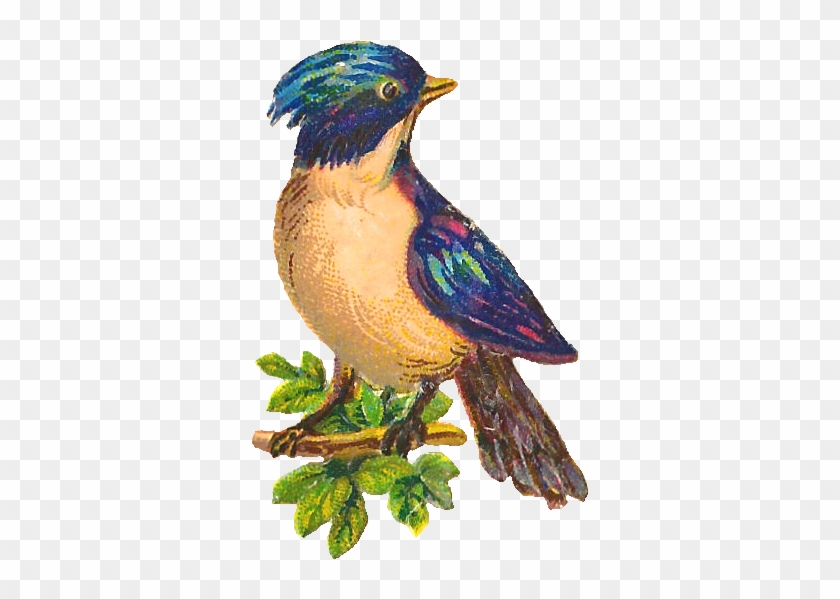 Vintage illustration of a colorful bird with blue crest perched on a leafy branch.