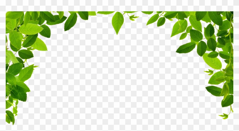 Fresh green leafy border framing a transparent background for nature-themed designs.