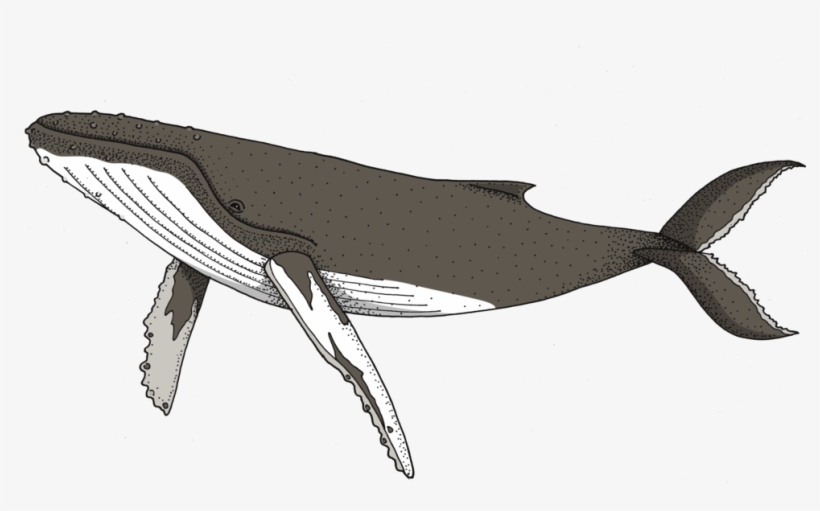 Detailed illustration of a humpback whale showing ventral pleats, long pectoral fins, and distinctive tail fluke.