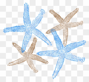 Four hand-drawn starfish in blue and tan on transparent background, textured with fine lines.