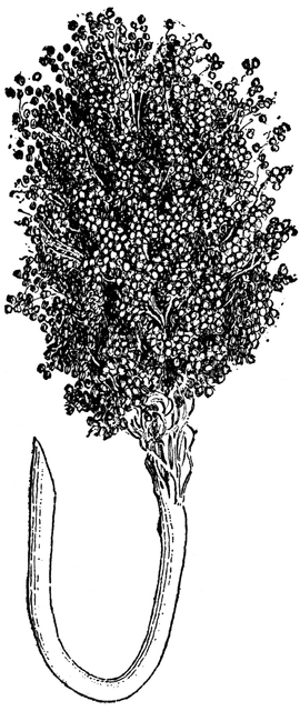 Black-and-white botanical illustration of a flowering plant with dense spherical inflorescences and a curved, tubular base.