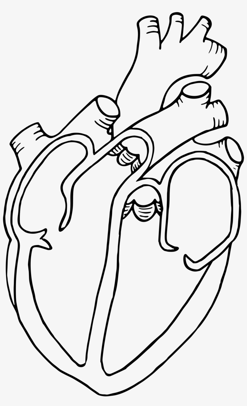 Black-and-white line drawing of a human heart showing chambers, valves, and major vessels.
