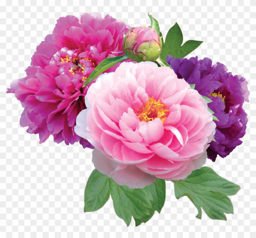 peony flowers - Clip Art Library