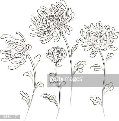 Elegant black-and-white line drawing of four chrysanthemum flowers with detailed petals and stems.