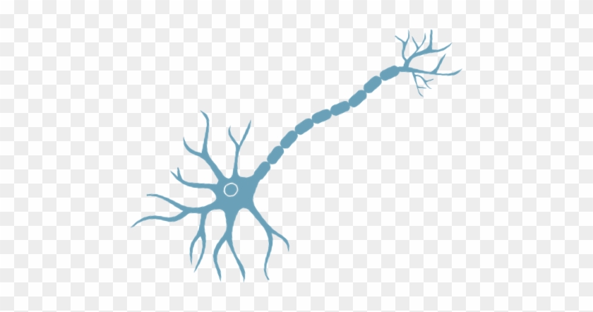 Blue illustration of a neuron with dendrites, cell body, myelinated axon, and axon terminals on transparent background.