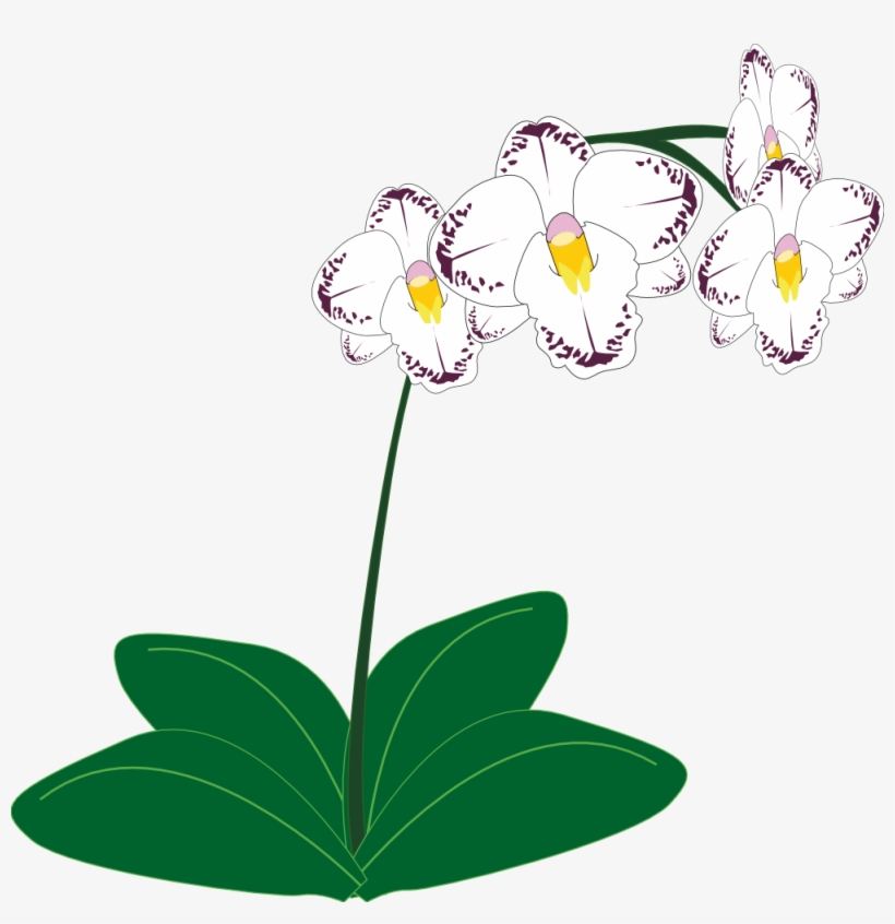 Elegant White Orchid with Purple Speckles - Botanical Illustration