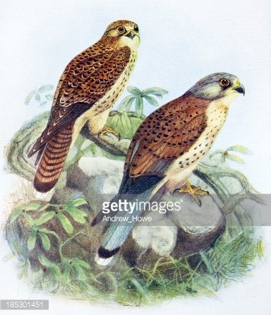 Two kestrels perched on a rocky outcrop with green foliage, illustrated in vintage naturalist style.
