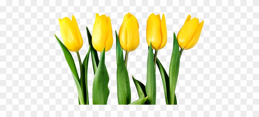 Five vibrant yellow tulips with green stems and leaves on transparent background.