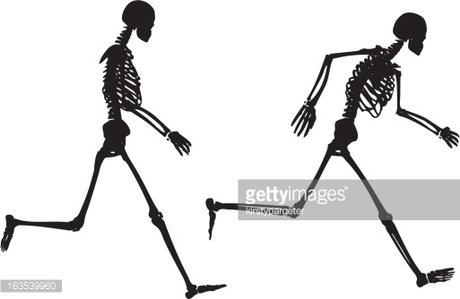 Skeleton Walking vs Running - Comparative Anatomy Illustration