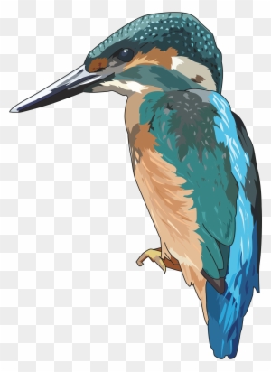 Kingfisher Illustrations Royalty Free Vector Graphics Clip