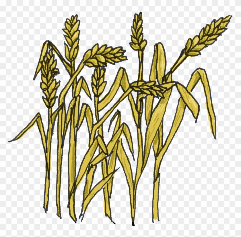 Golden Wheat Illustration - Agricultural Clipart for Farming & Food Content
