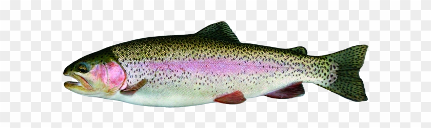 Rainbow Trout - Iconic Freshwater Game Fish with Striking Coloration