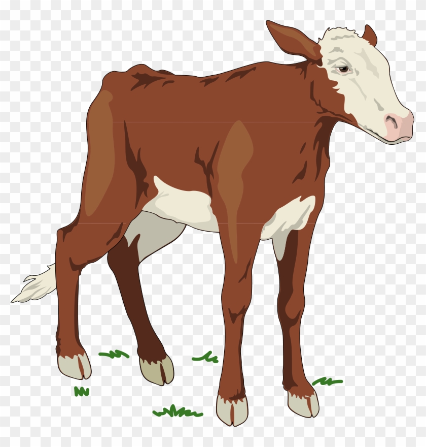 Brown and white calf standing on grass, illustrated in cartoon style with checkered transparent background.