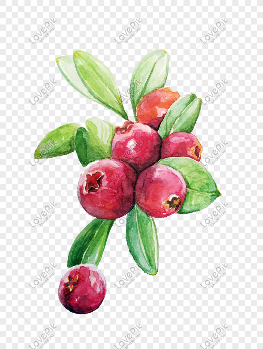 Watercolor illustration of vibrant red cranberries with green leaves on transparent background.