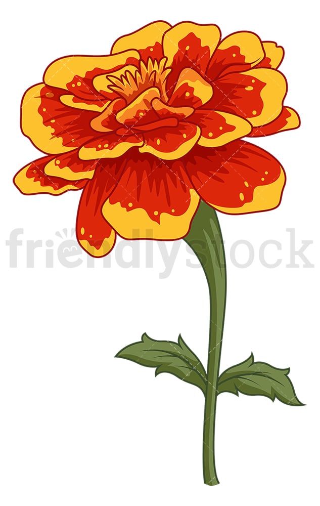 Vibrant red and yellow marigold flower with green stem and leaves, illustrated in bold cartoon style.