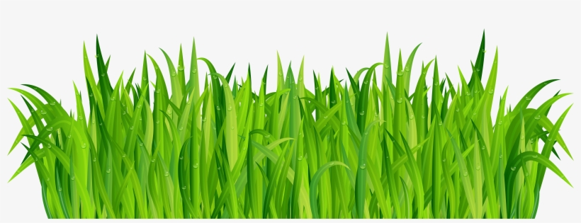 Vibrant green grass blades with dewdrops, isolated on white background.