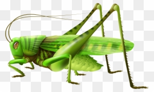 A vibrant green grasshopper with long antennae and powerful hind legs, shown in detailed side profile against a transparent background.