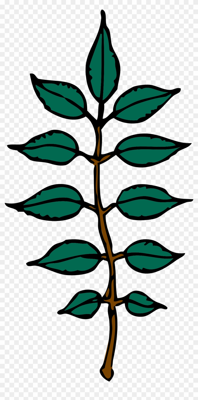 Illustrated green leafy plant stem with symmetrical pairs of leaves and a terminal leaf.