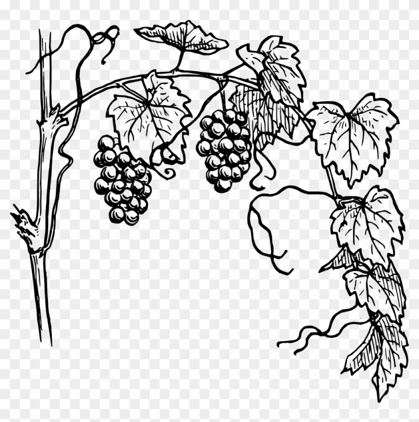 Black-and-white line drawing of a grapevine with clusters of grapes, leaves, and tendrils on a transparent background.