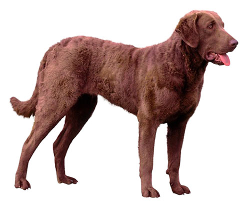 A Chesapeake Bay Retriever standing in profile, showcasing its dense, wavy brown coat and athletic build.