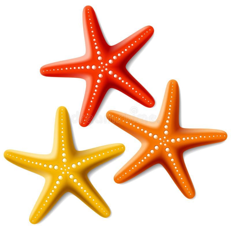 Three colorful starfish-red, yellow, and orange-with white tubefeet dots on a white background.