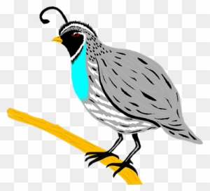 California Quail Illustration - Native Bird of the Western U.S.