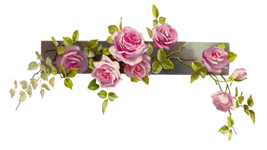 Delicate pink roses with green leaves cascading over a dark rectangular frame, in a vintage botanical illustration style.