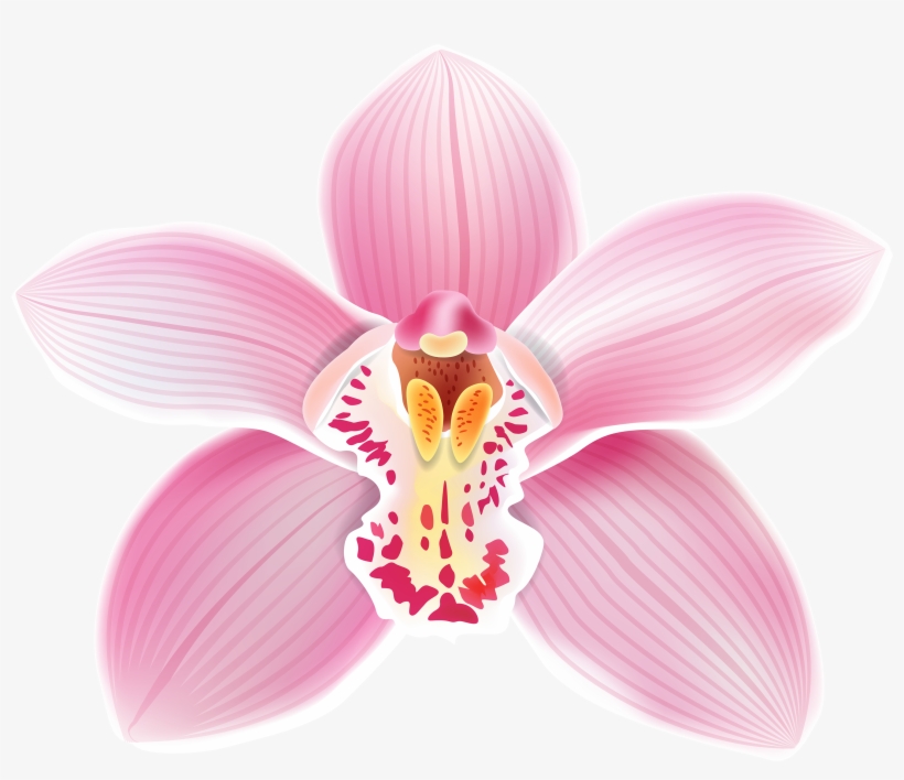 Over 30 Free Orchid Vectors - Pixabay - Pixabay - Clip Art Library