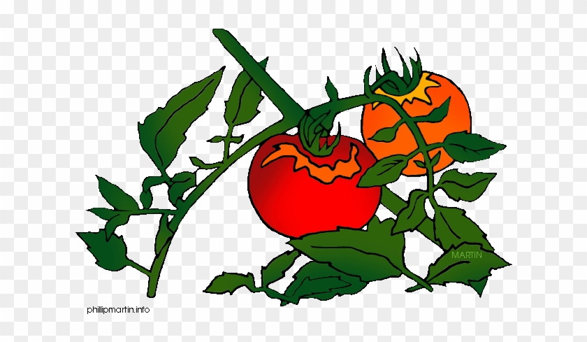 Vibrant red and orange tomatoes ripening on a green vine with leaves, illustrated in bold colors.