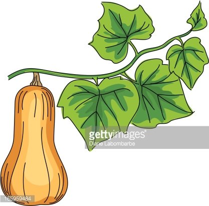 Free Squash Cliparts, Download Free Squash Cliparts png images - Clip ...