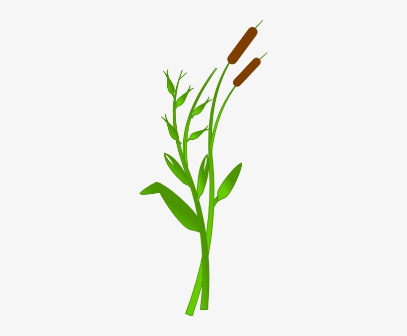 cattails - Clip Art Library