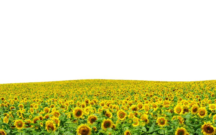 Vast field of blooming sunflowers under a bright white sky, vibrant yellow petals and green foliage stretching to the horizon.