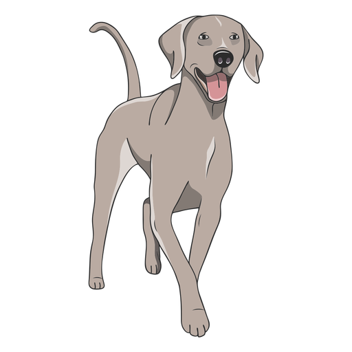 Weimaraner Dog Breed Guide - Temperament, Care & Fun Facts