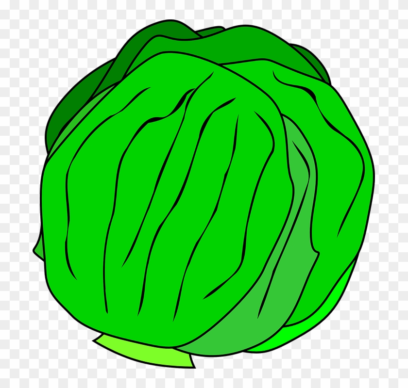 Vibrant green cabbage illustration with layered leaves and bold outlines on transparent background.