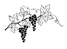 Black-and-white line drawing of a grapevine with leaves and two clusters of grapes.