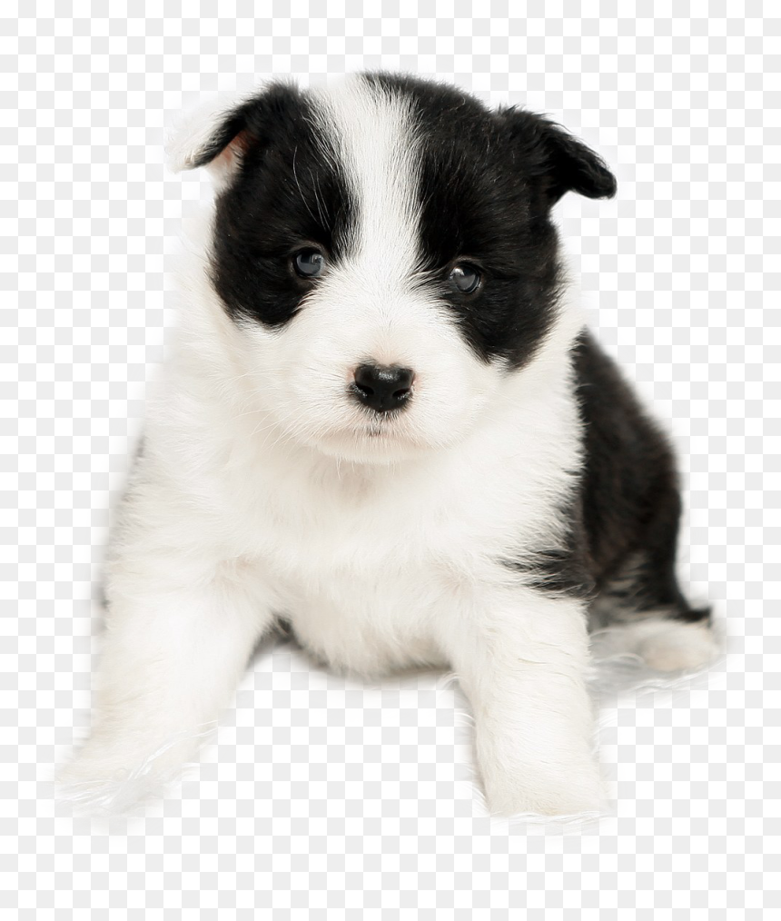 Adorable black-and-white border collie puppy sitting and gazing forward with expressive eyes.
