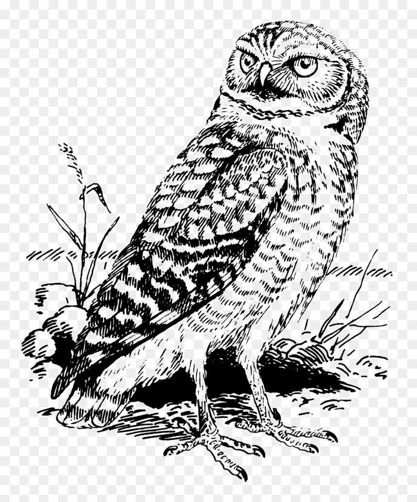 Black-and-white line drawing of a perched owl with intense gaze, detailed feather texture, and grassy ground.