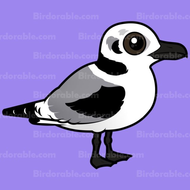 Illustration of a Gull Bird - Free Clipart for Education & Design