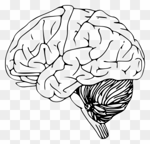 Human Brain Anatomy Diagram - Labeled Illustration for Education & Medical Reference