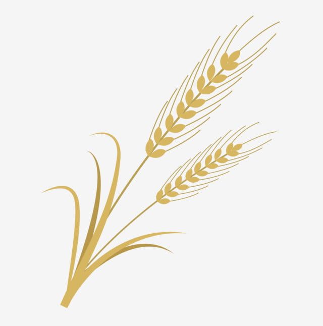 Golden wheat stalks with two ripe ears and slender leaves, stylized illustration on light background.