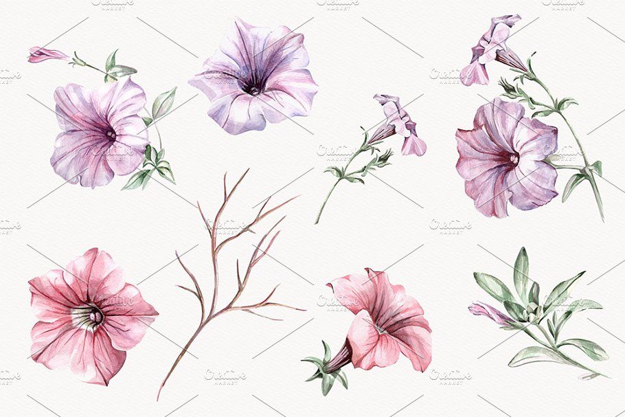 petunia flowers - Clip Art Library