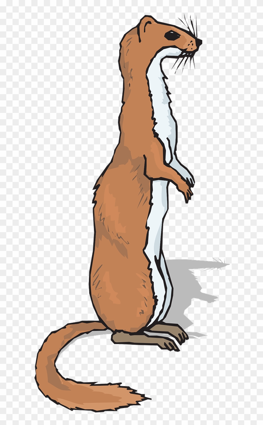 Weasel Illustration - Free Transparent PNG Clipart