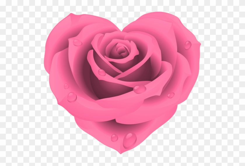 Pink rose shaped like a heart with dewdrops, on transparent background.