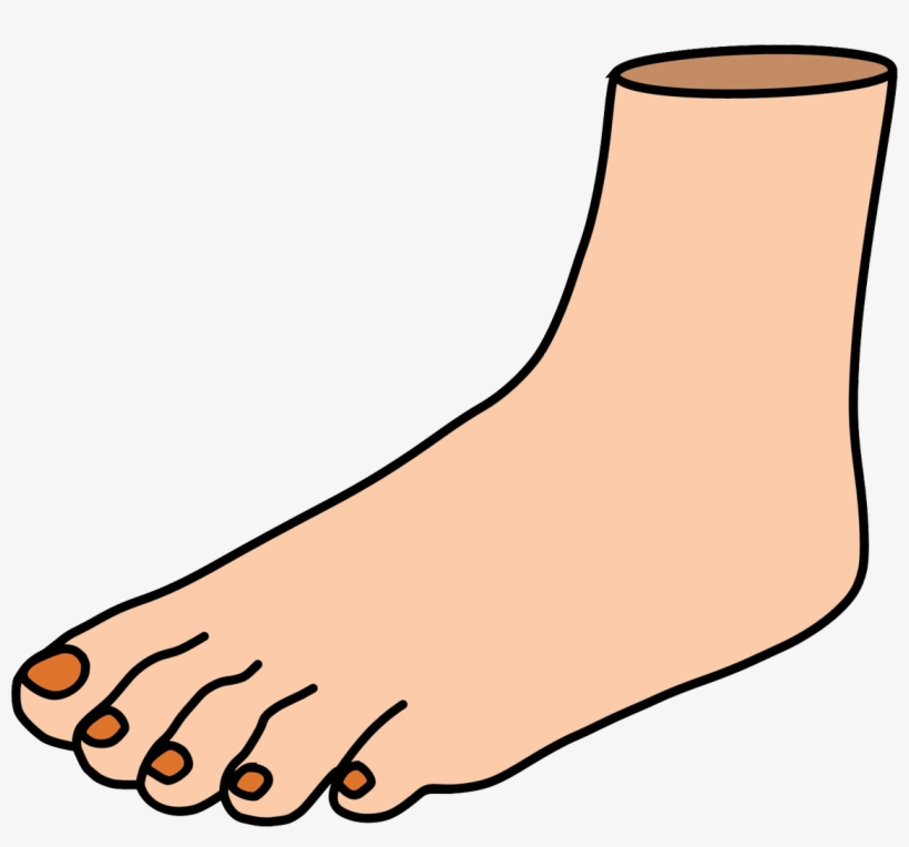 Human Foot Anatomy Illustration - Medical & Educational Use